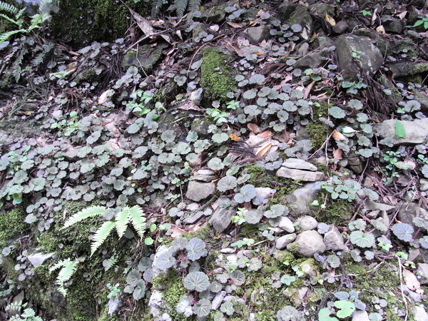 f:id:gzutetsu:20120505140712j:image