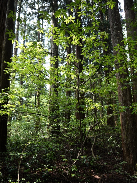 f:id:gzutetsu:20120505141708j:image