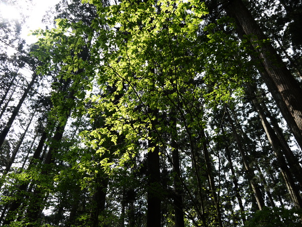 f:id:gzutetsu:20120505141729j:image