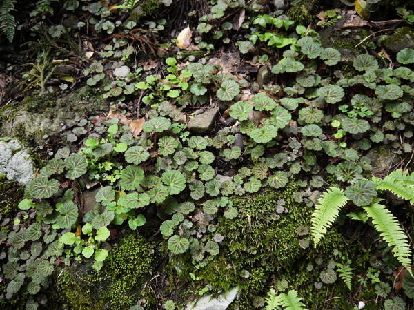 f:id:gzutetsu:20120505142034j:image