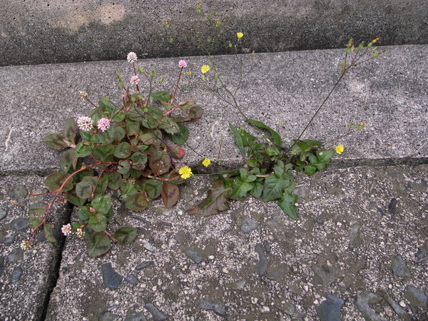 f:id:gzutetsu:20120602120128j:image