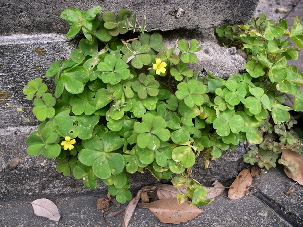 f:id:gzutetsu:20120602120404j:image