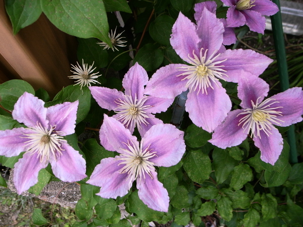 f:id:gzutetsu:20120602120924j:image