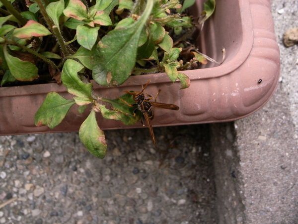 f:id:gzutetsu:20120602121055j:image