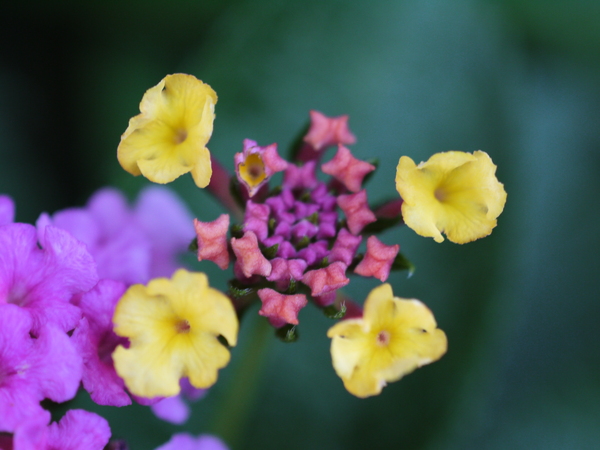 f:id:gzutetsu:20120805160537j:image