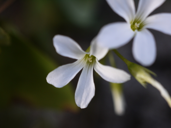 f:id:gzutetsu:20120805160731j:image