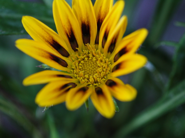 f:id:gzutetsu:20120805161107j:image