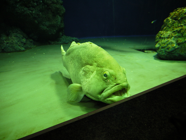 f:id:gzutetsu:20120812112418j:image