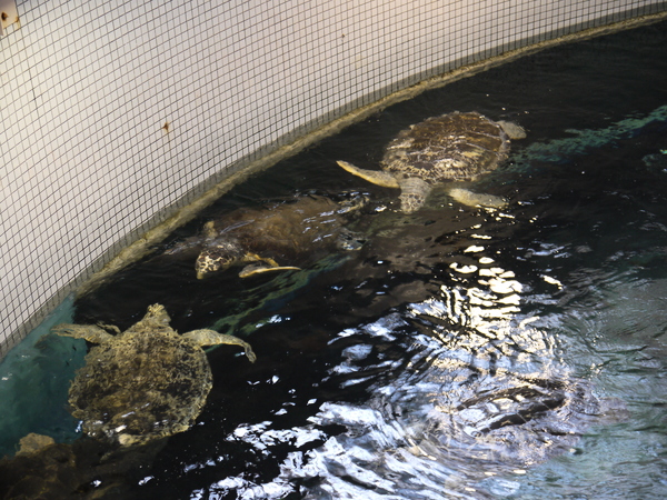 f:id:gzutetsu:20120812123008j:image