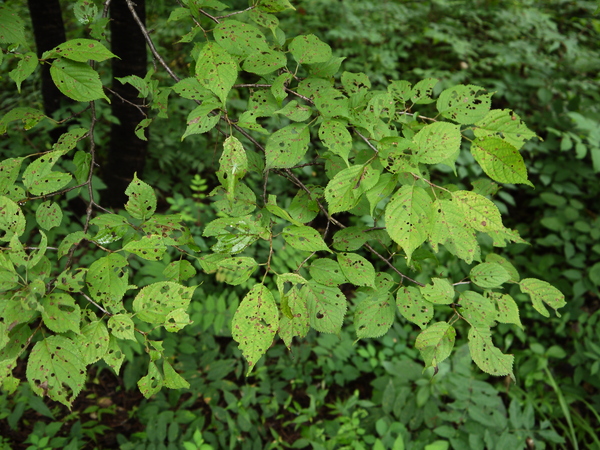 f:id:gzutetsu:20120814140705j:image