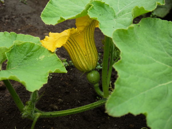 f:id:gzutetsu:20120815075950j:image