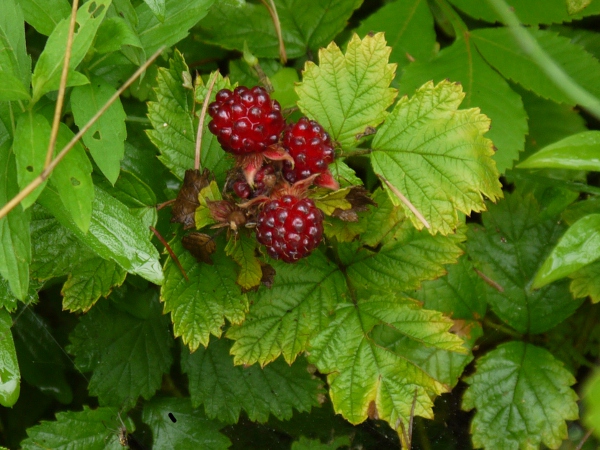 f:id:gzutetsu:20120815081028j:image