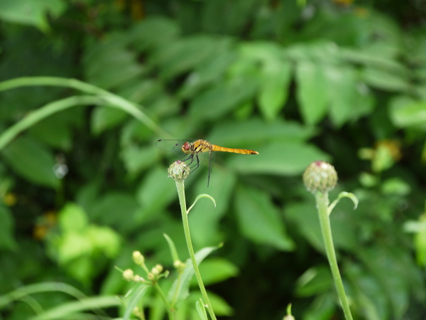 f:id:gzutetsu:20120815081613j:image