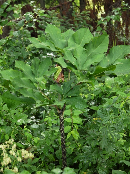 f:id:gzutetsu:20120815081715j:image