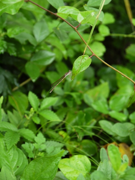 f:id:gzutetsu:20120815081745j:image