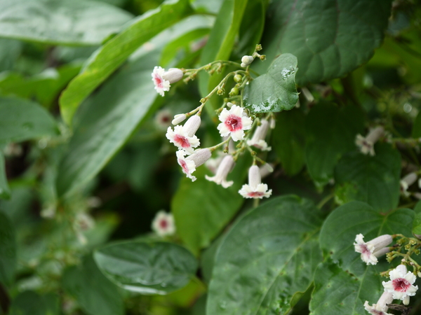 f:id:gzutetsu:20120815094602j:image