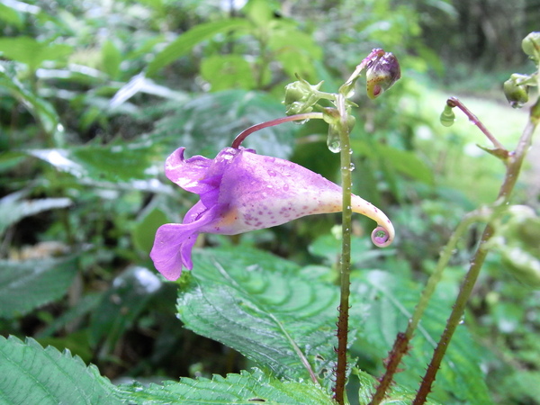 f:id:gzutetsu:20120815134117j:image