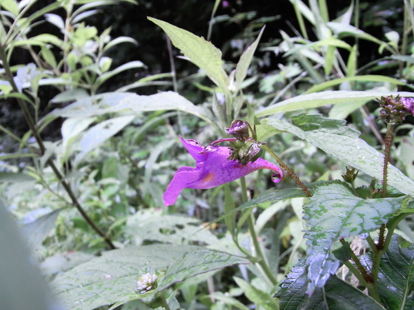 f:id:gzutetsu:20120815160003j:image