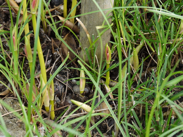 f:id:gzutetsu:20120923140118j:image