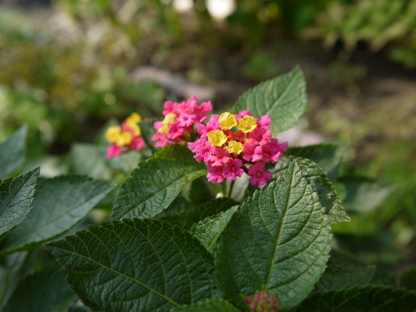 f:id:gzutetsu:20120923141935j:image