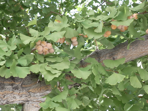 f:id:gzutetsu:20121005135509j:image