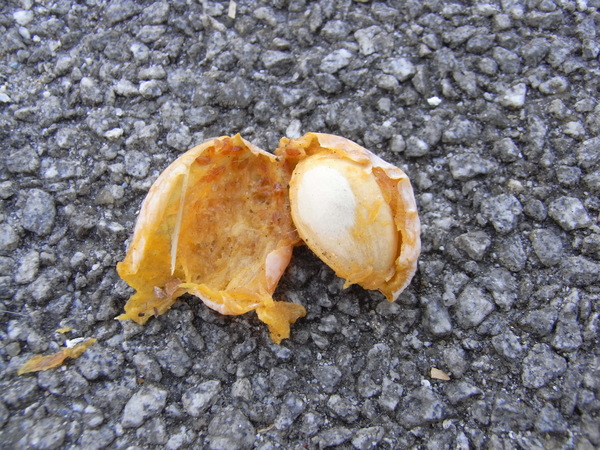 f:id:gzutetsu:20121005135655j:image