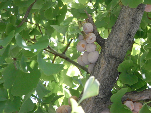 f:id:gzutetsu:20121005135957j:image