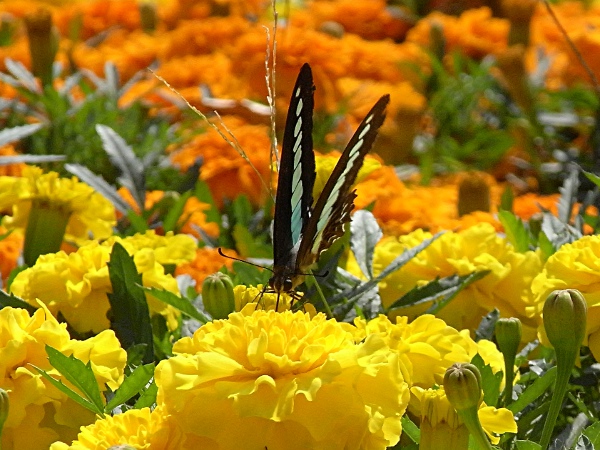 f:id:gzutetsu:20121027120239j:image