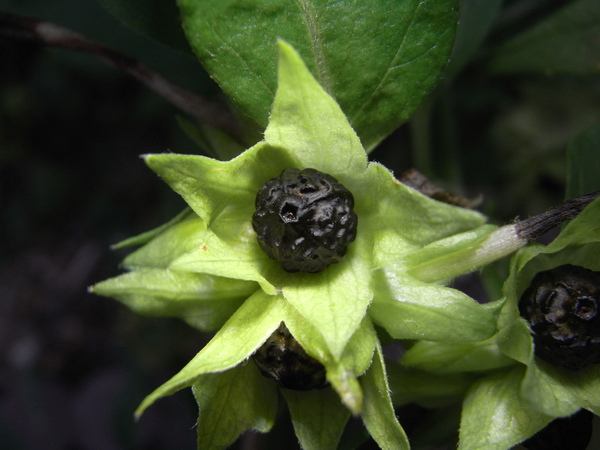 f:id:gzutetsu:20121111081928j:image