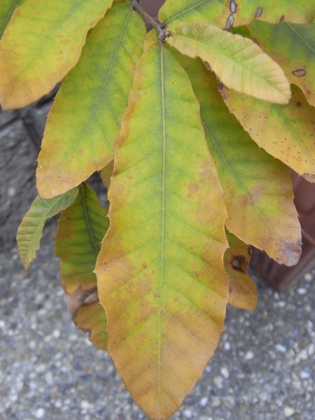 f:id:gzutetsu:20121111082927j:image