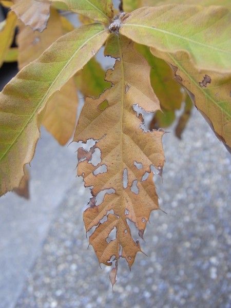 f:id:gzutetsu:20121111083045j:image
