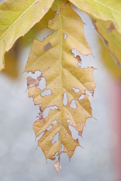 f:id:gzutetsu:20121111083529j:image