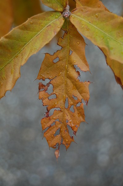 f:id:gzutetsu:20121111105106j:image