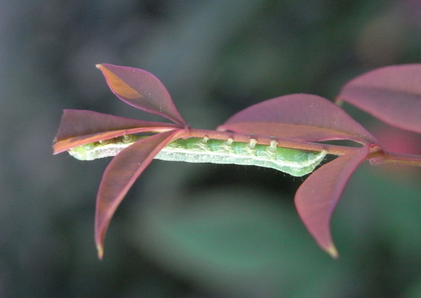 f:id:gzutetsu:20121111151133j:image