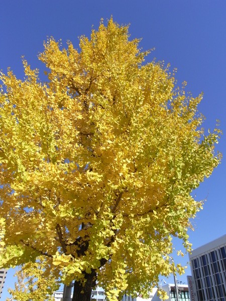 f:id:gzutetsu:20121121104013j:image