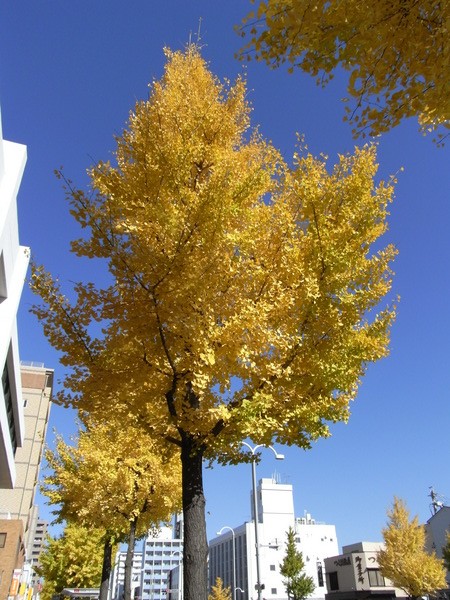 f:id:gzutetsu:20121121104207j:image