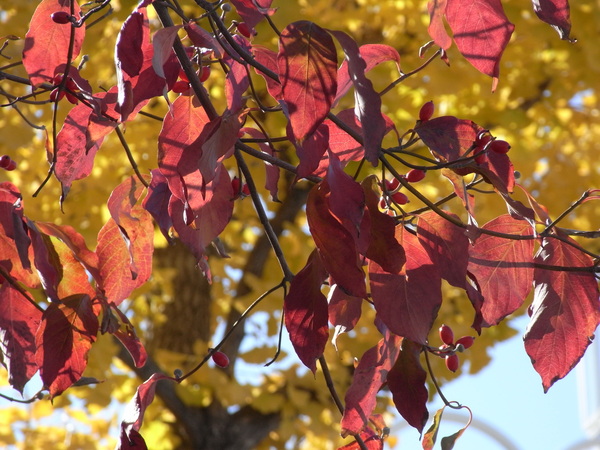 f:id:gzutetsu:20121121104852j:image