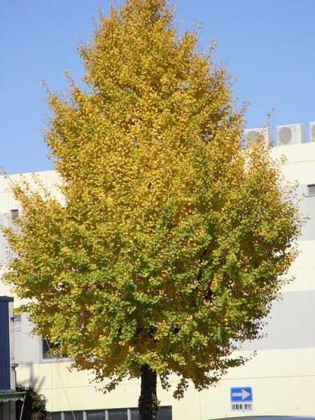 f:id:gzutetsu:20121121105026j:image