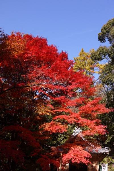 f:id:gzutetsu:20121125124948j:image f:id:gzutetsu:20121125124948j:image