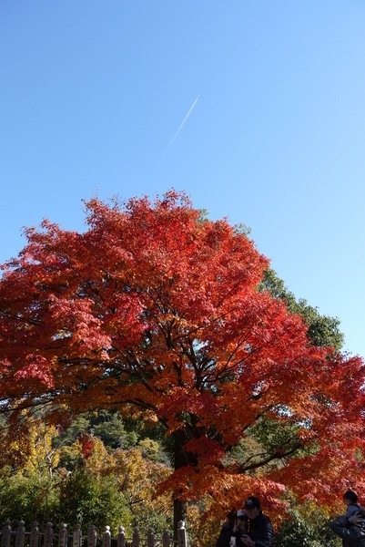 f:id:gzutetsu:20121125130156j:image f:id:gzutetsu:20121125130156j:image