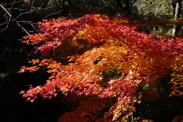 f:id:gzutetsu:20121125132901j:image f:id:gzutetsu:20121125132901j:image