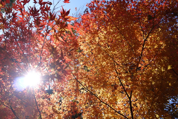 f:id:gzutetsu:20121125133343j:image f:id:gzutetsu:20121125133343j:image