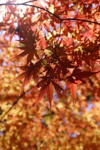 f:id:gzutetsu:20121125133357j:image f:id:gzutetsu:20121125133357j:image
