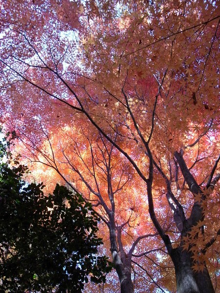 f:id:gzutetsu:20121125134012j:image f:id:gzutetsu:20121125134012j:image