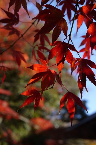 f:id:gzutetsu:20121125134132j:image f:id:gzutetsu:20121125134132j:image