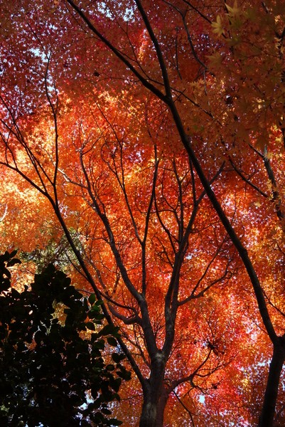 f:id:gzutetsu:20121125134347j:image f:id:gzutetsu:20121125134347j:image