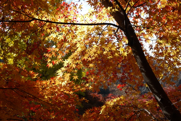 f:id:gzutetsu:20121125135452j:image f:id:gzutetsu:20121125135452j:image