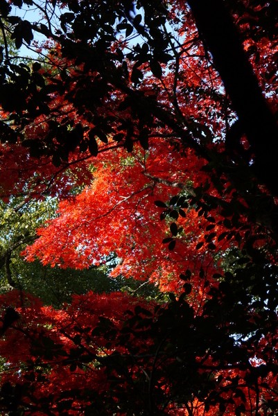f:id:gzutetsu:20121125140552j:image f:id:gzutetsu:20121125140552j:image