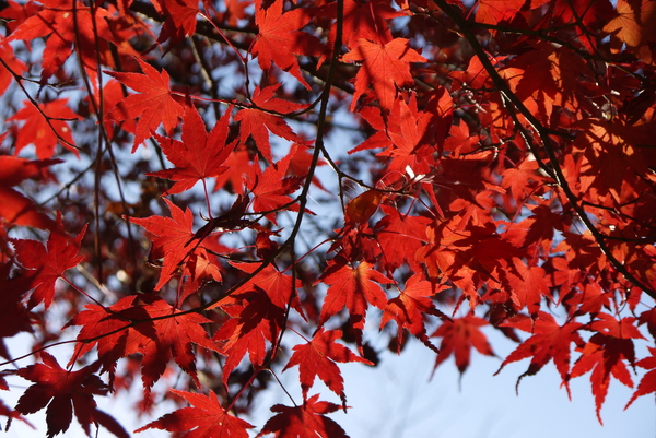 f:id:gzutetsu:20121125152745j:image f:id:gzutetsu:20121125152745j:image