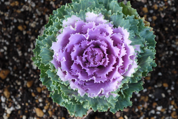 f:id:gzutetsu:20121201163526j:image